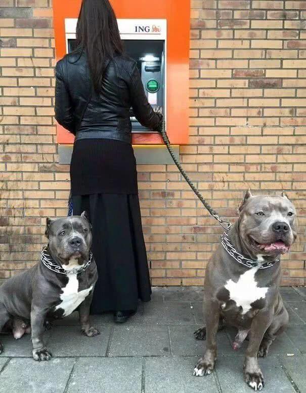 听说带狗取钱很霸气，网友试了一下，却发现……