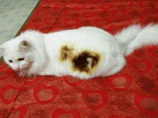 南方猫VS北方猫，过冬的正确打开方式