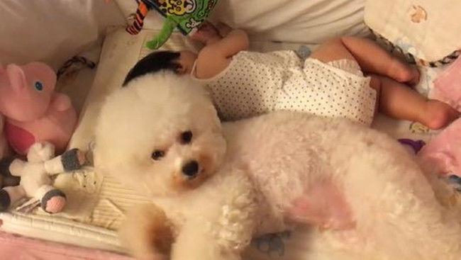 3只泰迪想給主人暖床被拒，狗子拿出全部身家給主人：還不夠嗎？