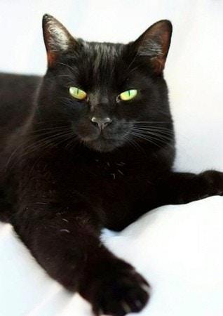 愛貓失蹤十年，沒想到其實一直住在隔壁，鄰居養膩了才將它丟出來