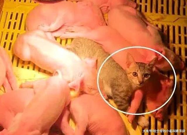 豬窩里居然混進去了一只貓咪，這只貓咪為了取暖也是拼了