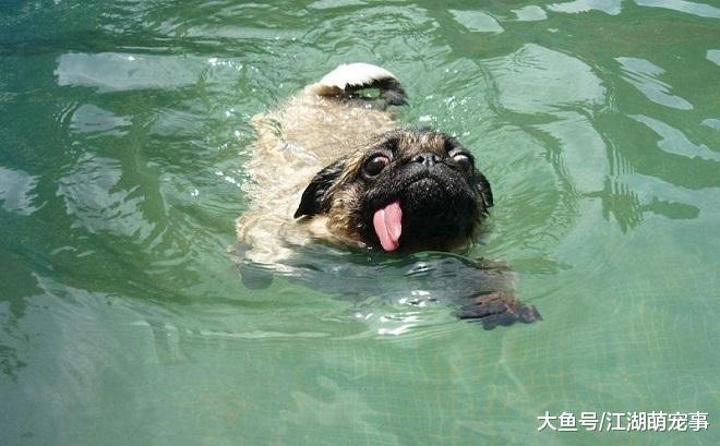 狗狗都会游泳？其实你错了，有些狗狗就不会游泳