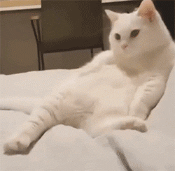 什么是适合“996”人的宠物？养宠物的两或三件事