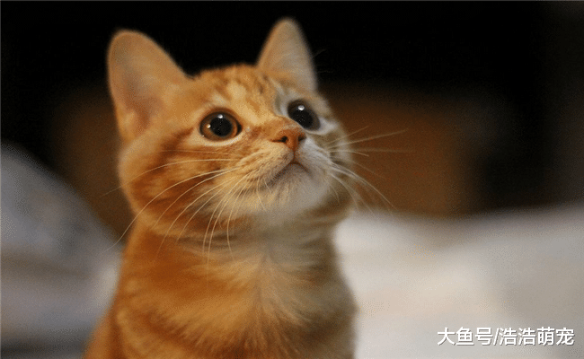 想养猫的有福气了, 下面5种猫最适合在城市里养, 有你喜欢的吗?