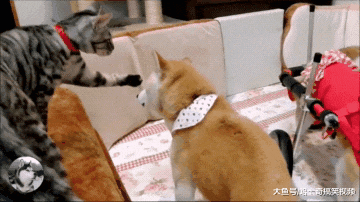 柴犬“夫妻”15岁了，装上轮子后不停转圈圈，主人也笑翻了