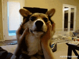 饲养柯基犬的“5大烦恼”, 只有养过的人才懂!