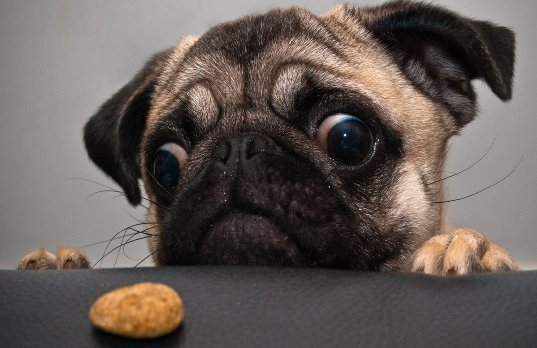 成为狗所有者的好处