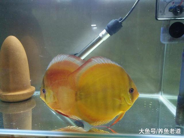 哪些观赏鱼不适合饲料来喂养，原因到底在哪里，主要基于这些考虑