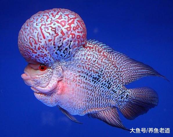 哪些观赏鱼喜欢在鱼缸里恶搞？就这些，都是杀鱼不用偿命的货色