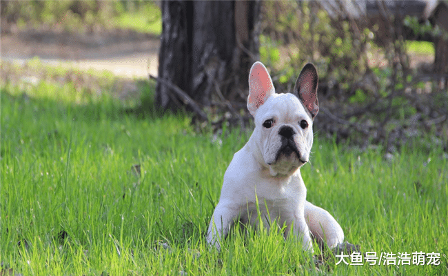 适合住楼房的人喂养的4种小型犬，尤其第一种，它是一个“哑巴”