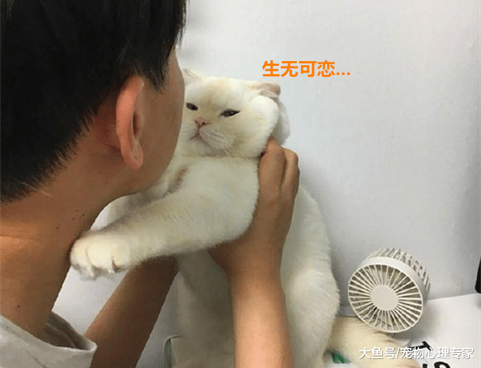 抱起猫咪准备亲，这货嫌弃出表情包，铲屎官：合着我就是酸菜鱼？