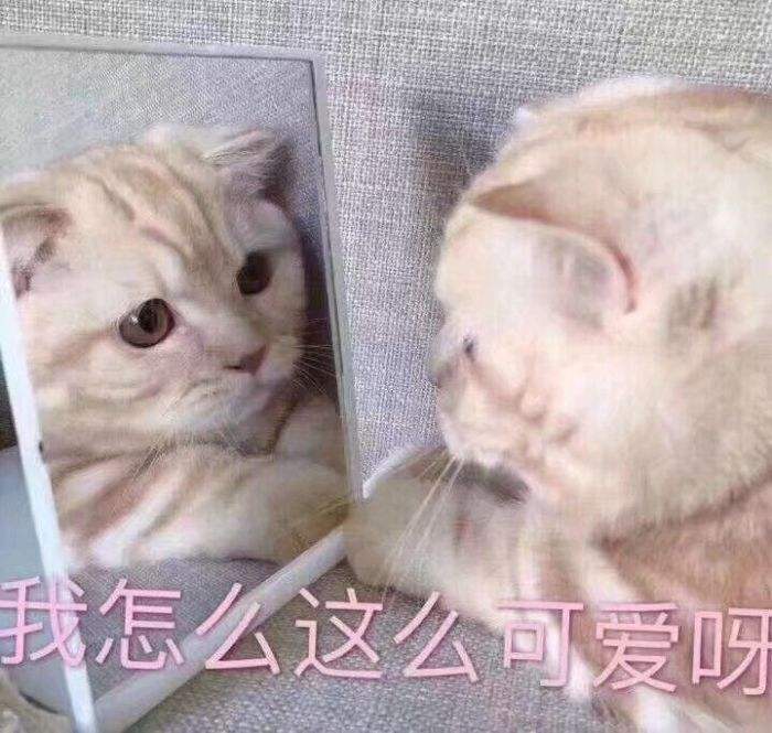 猫尝不出甜味，喵星人：说出来你可能不信，只因我本身就甜