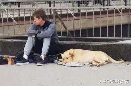 狗狗护主遭爆头，躺在地上的它仍在摇尾巴……