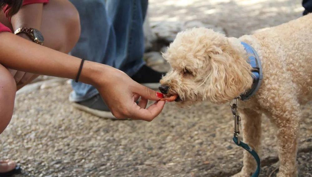 养狗狗有什么需要知道的？——营养饲喂篇