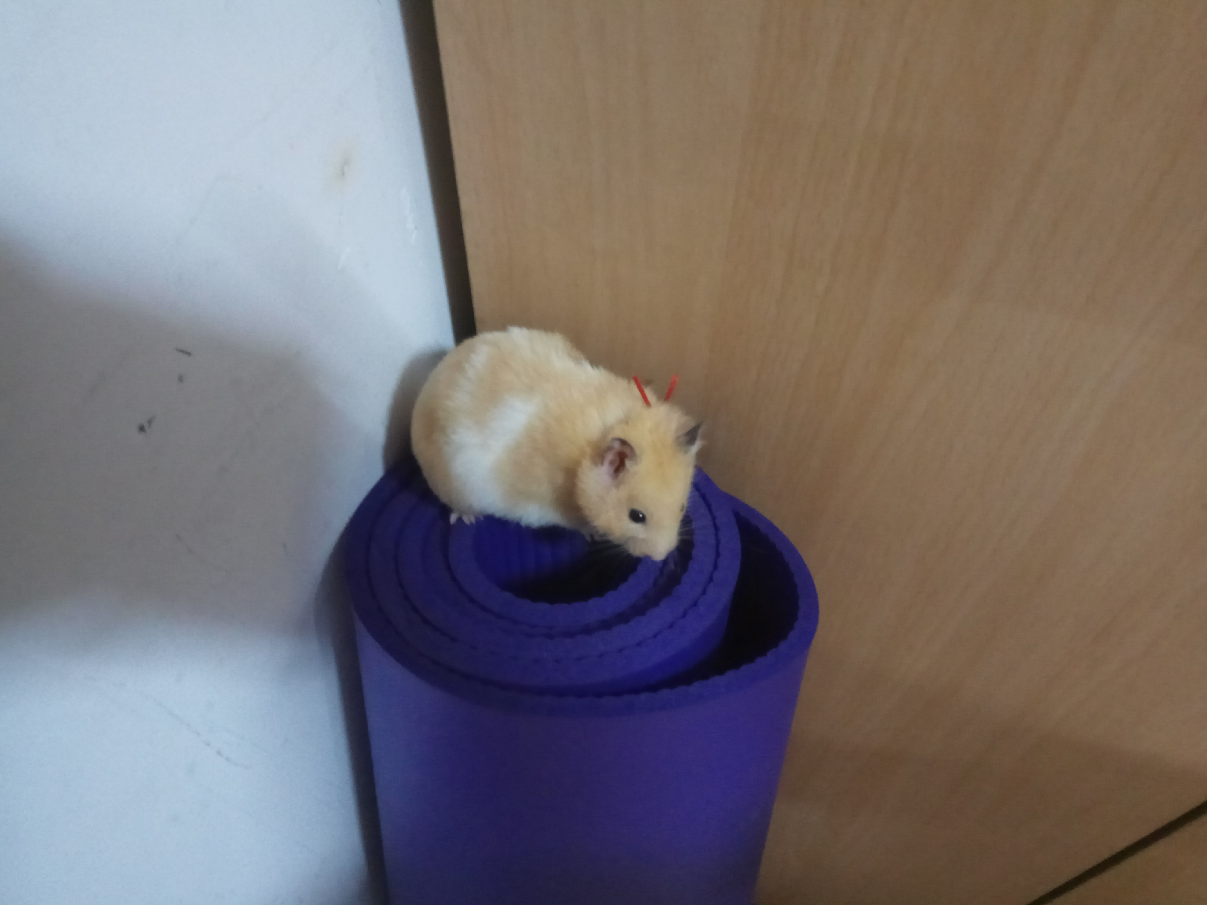 金丝熊在房间里乱跑，爬上了瑜伽垫却下不来，这下尴尬了吧