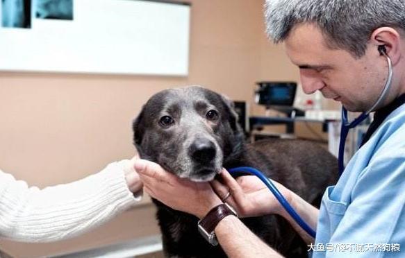 狗狗身體有這5點說明身體不健康，若都沒有，長壽與它有緣！