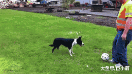 辟谣：聪明的狗狗才好养？狗狗智商排名不全可信，养狗还是看主人