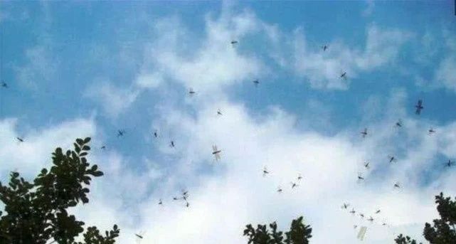 对人类帮助最大的动物，一小时能吃九百只蚊子，反被吃到灭绝！