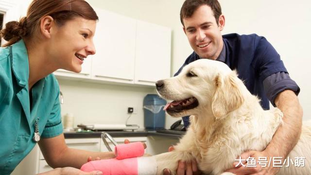 要帮狗狗找到合适的兽医？真的不容易！这4个步骤少不了