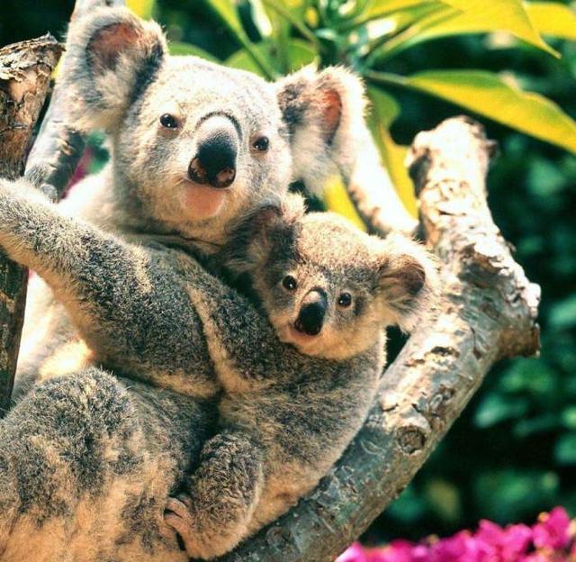 動物世界：貪睡的樹袋熊——考拉