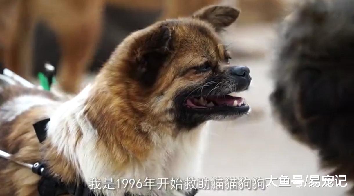 富商23年救助上万流浪狗，不顾家人反对，花费千万建立救助站