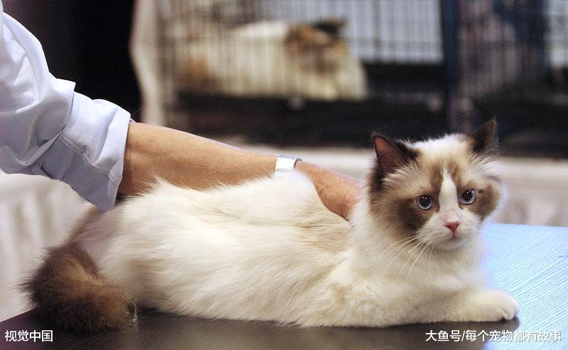 你家的猫咪打呼噜吗？猫咪打呼噜都有哪些原因，你知道几个