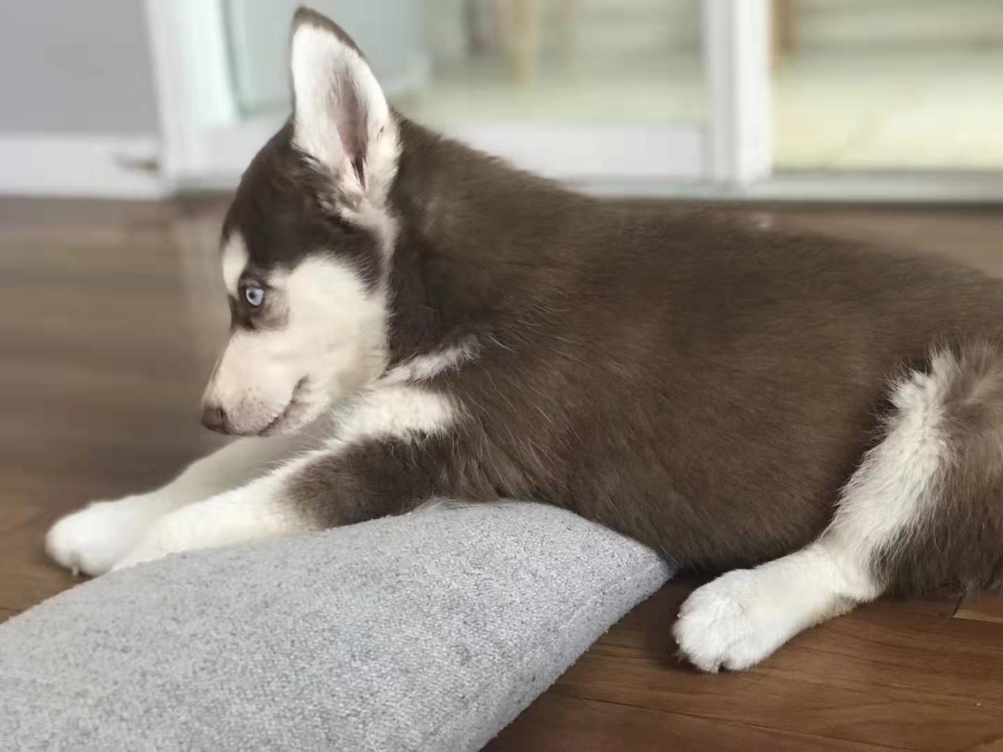 二哈正在睡觉，我将手指放在它嘴旁边，拿开的时候它竟然醒来了