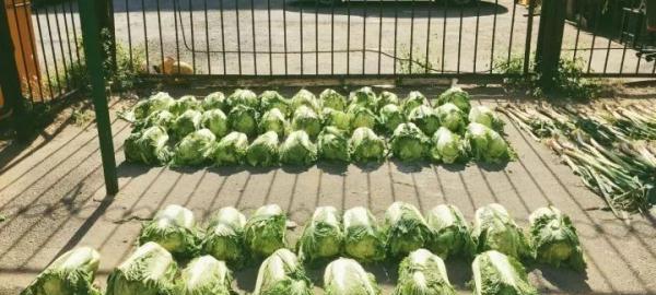 在东北，没有一颗大白菜能活着过冬！
