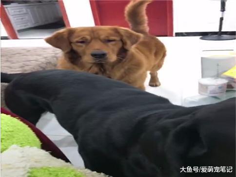 金毛看到主人带着拉布拉多回来, 嫉妒令它面目全非, 狗: 要失宠了
