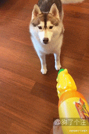 狗的性格随主人，果然一点不假