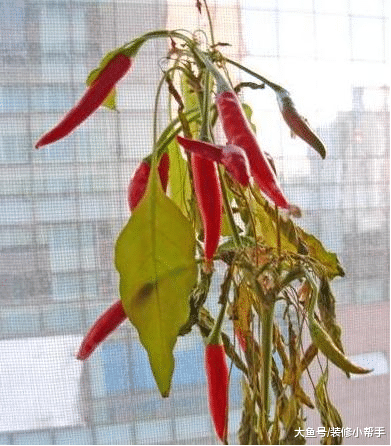 这两种常用的菜，适合种在阳台上，做饭再也不用买它了