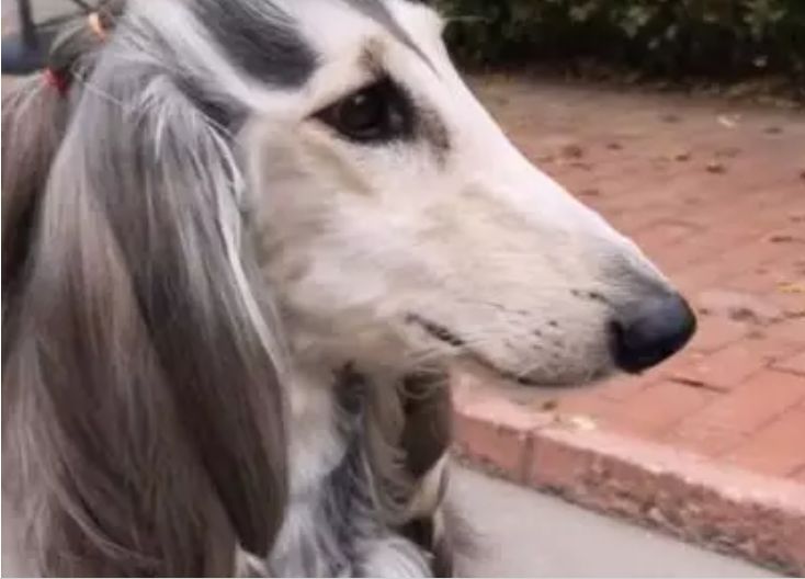 狗狗一头长发飘逸，被编织成鞭子，侧颜杀，网友：仙气十足