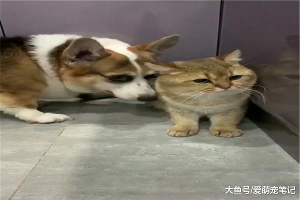 金漸層打小就被柯基欺負，卻從未發過脾氣，網友：全網最淡定的喵