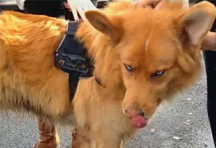 金毛和德牧混血儿？这颜值也太高了吧！金毛基因却在二哈身上失败