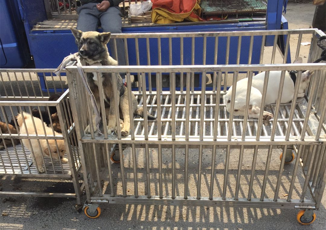 大爷在狗市卖金毛，狗子趴在车上一脸悲伤，狗：主人别卖我……