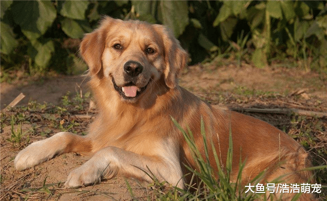 下面5种狗狗见人就亲, 最好不要养, 偷狗贼最喜欢偷它们