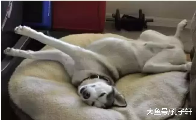 朋友出差托家人照顾二哈，第二天父母打来电话：快点来接它走