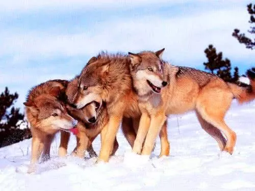 俗语“猛虎架不住群狼”是真是假？老虎对战群狼，谁才是最后赢家