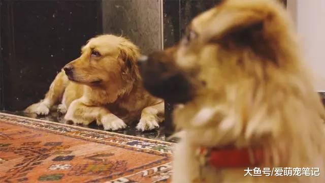 62岁的老爷爷骑哈雷喂流浪猫，十年来风雨无阻，前后喂养300余只