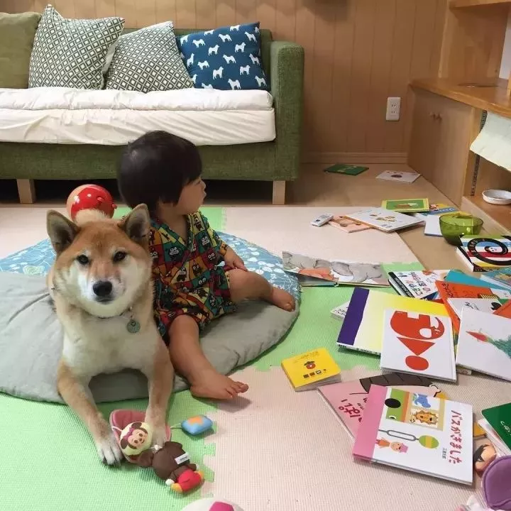 柴犬家添了一个小主人后，就像大哥一样无限宠溺！看完想养狗了