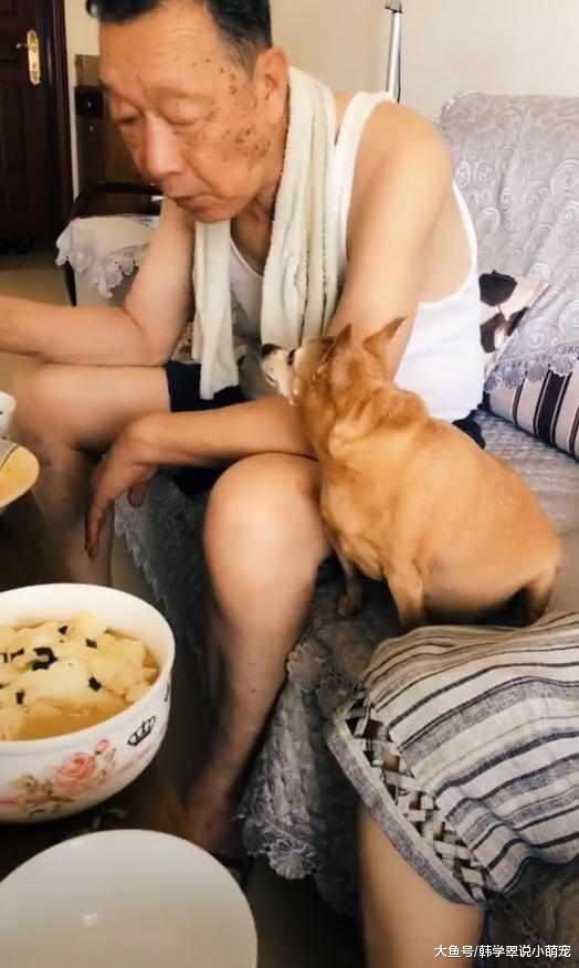 送给爷爷一只吉娃娃，一年后网友再去爷爷家：我都不想看见这只狗