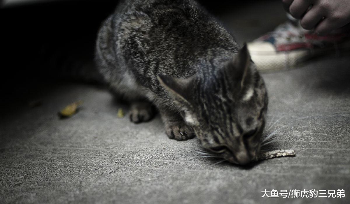 野猫成了澳洲的“百兽之王”？疯狂捕杀动物，令当地人谈猫色变