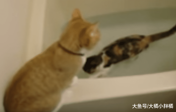 两只小猫友谊深厚，一只小猫喜欢玩水，另一只小猫伸手想要救援