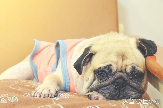 爱缠狗狗的绦虫，更让主人烦透了，到底该怎么防这种寄生虫？