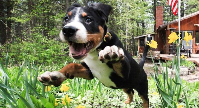 狗狗玩着突然打喷嚏，这是感冒了吗？别担心狗狗可能只是太兴奋