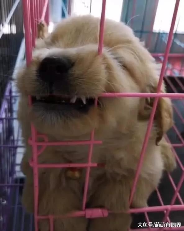 小金毛睡着了，主人硬要往它嘴里塞零食，接下来笑喷，狗：闭着眼睛也能吃完！