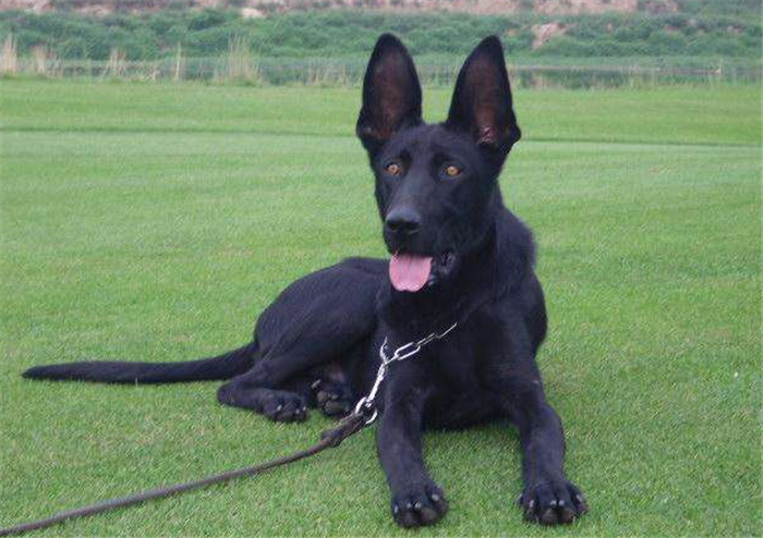 在南方旅游，要小心这4种犬，遇到了最好远离它