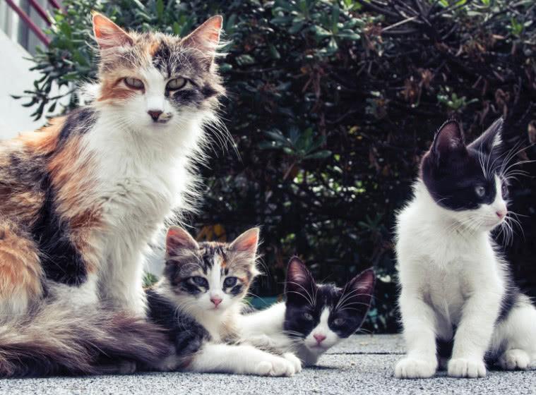 貓咪跟同類的相處模式有哪些呢？為什么它們相處方式不太一樣呢？