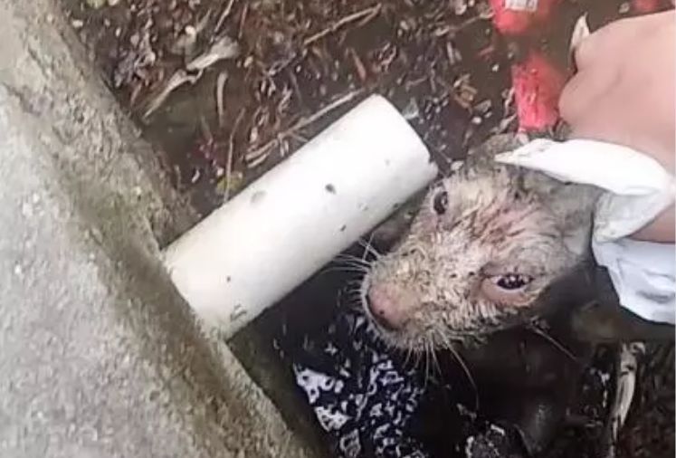 小狗掉到粪坑里，叫声把人引来，求救的眼神让人难以忘怀