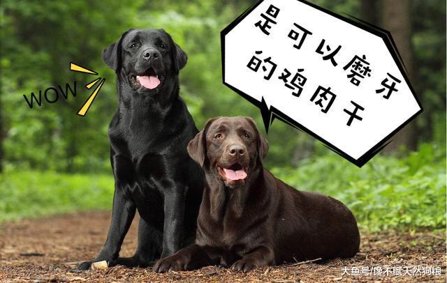 你知道吗? 这种“颜色”的拉布拉多犬更易生病且寿命更短!
